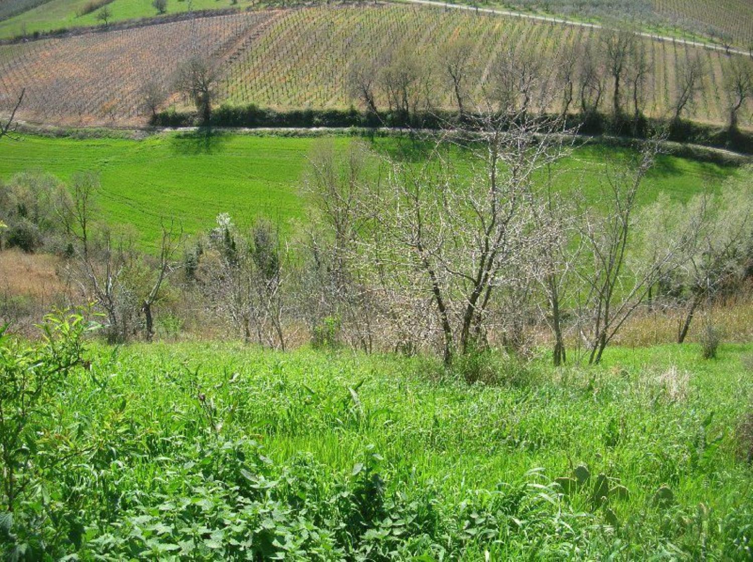 Rustico in vendita a Monteodorisio, Tratturo