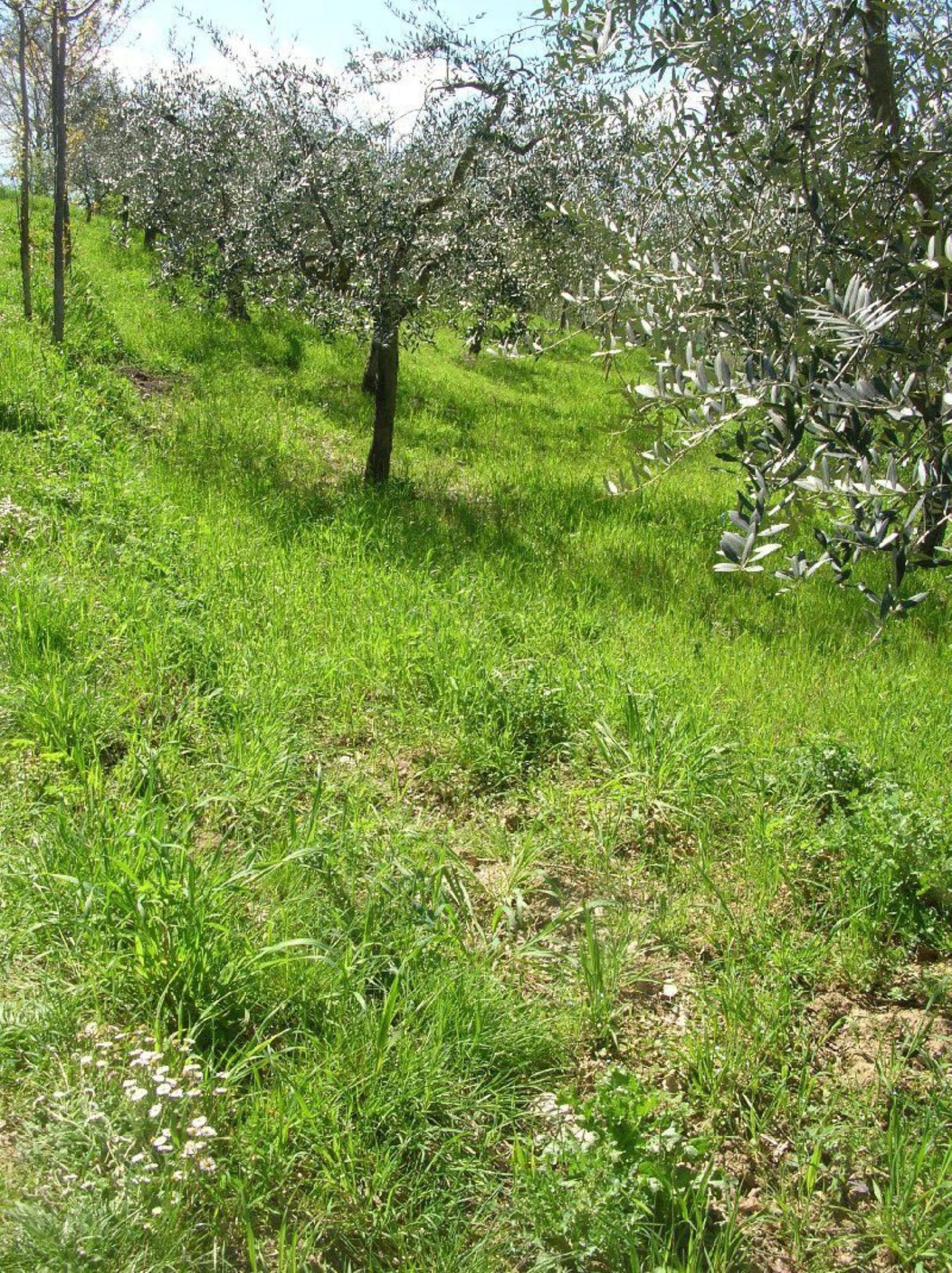 Rustico in vendita a Monteodorisio, Tratturo