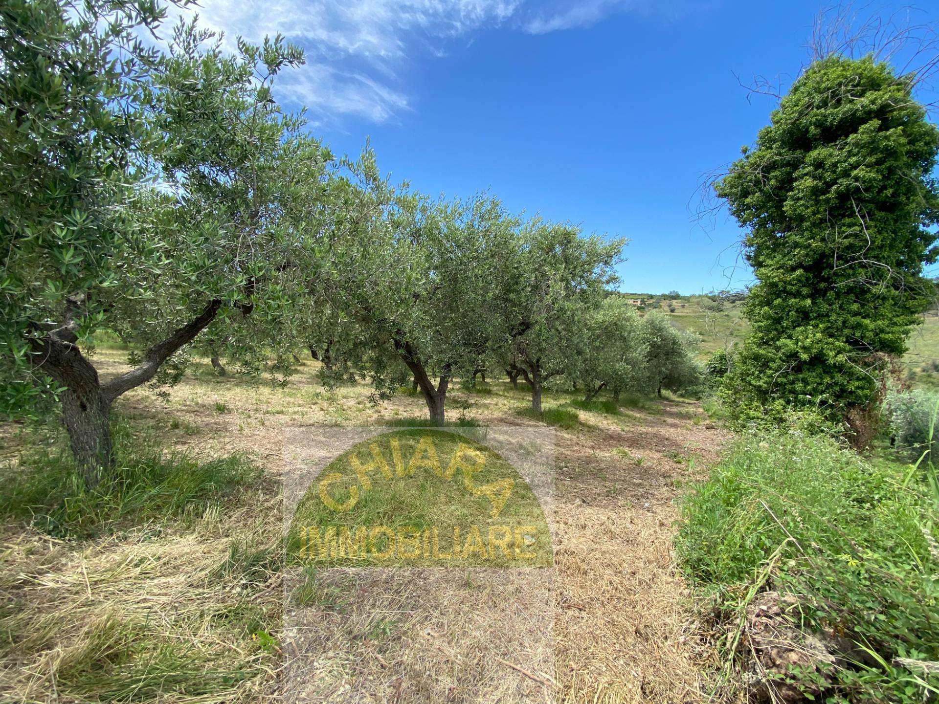 Terreno Agricolo in vendita a Cupello, Strane