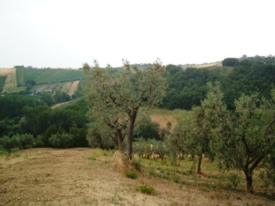 Produttivo e commerciale in vendita a Controguerra