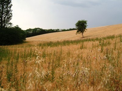 Produttivo e commerciale in vendita a Controguerra