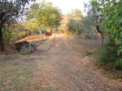 Agricolo in vendita a Controguerra