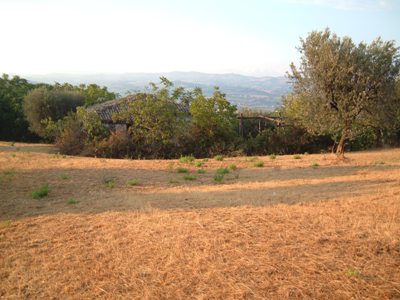 Agricolo in vendita a Controguerra