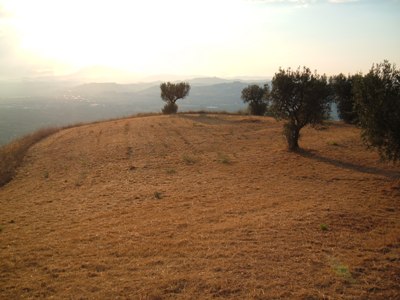 Agricolo in vendita a Controguerra