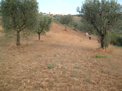 Agricolo in vendita a Controguerra