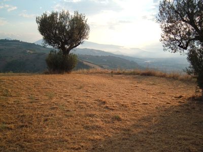 Agricolo in vendita a Controguerra