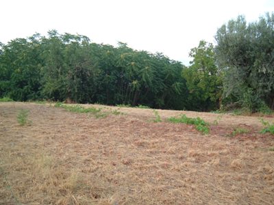 Agricolo in vendita a Controguerra