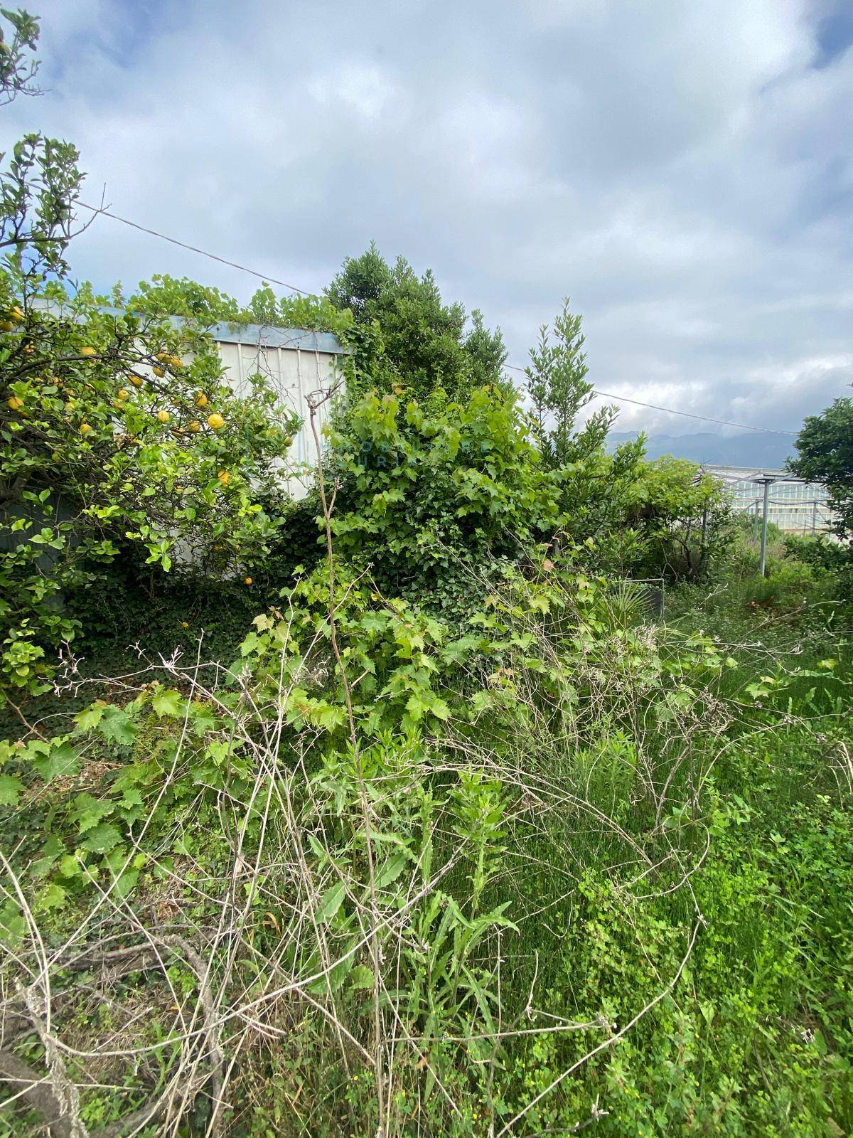 Terreno Agricolo in vendita a Albenga, Campochiesa