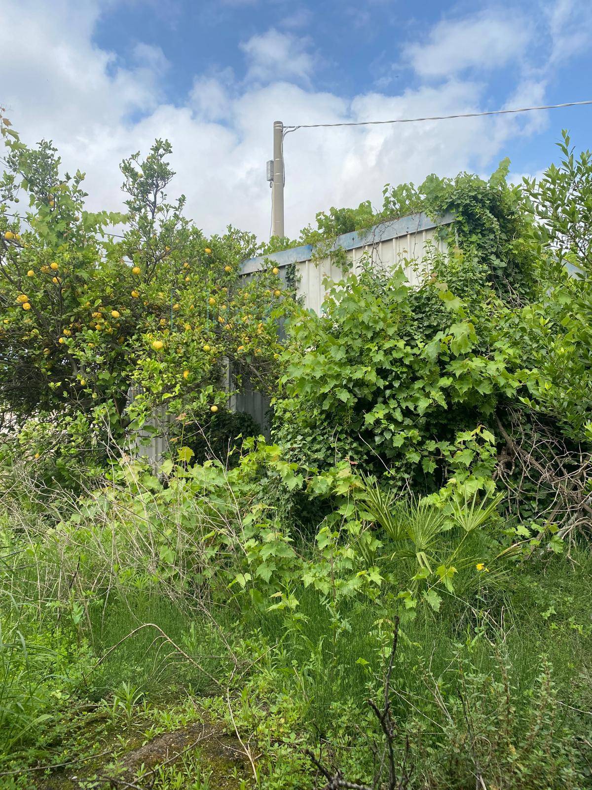 Terreno Agricolo in vendita a Albenga, Campochiesa