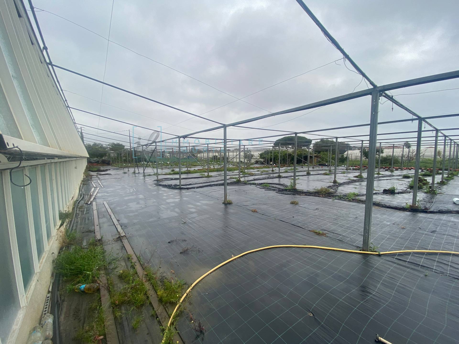 Terreno Agricolo in vendita a Albenga, Campochiesa