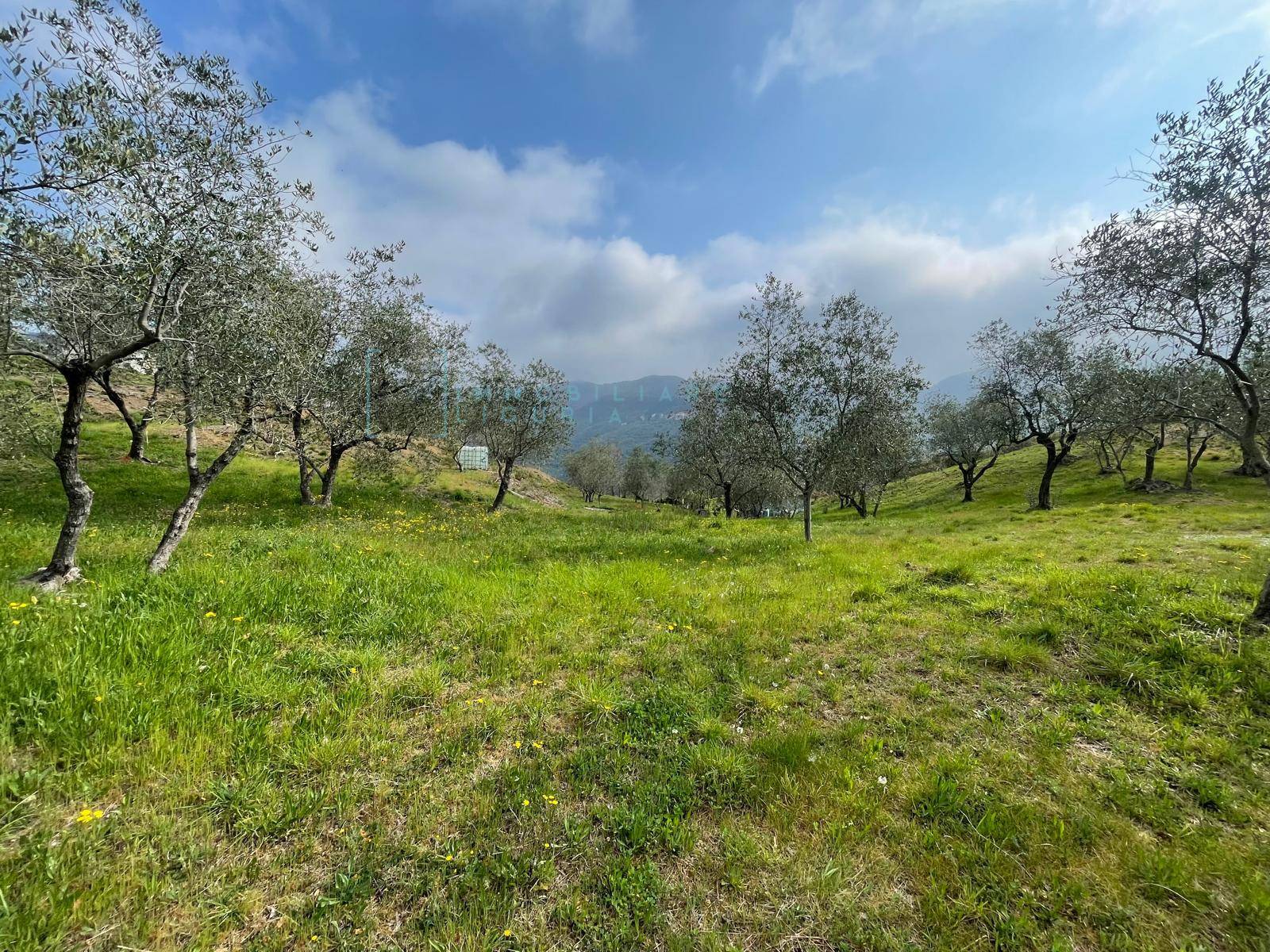 Terreno Agricolo in vendita a Caravonica
