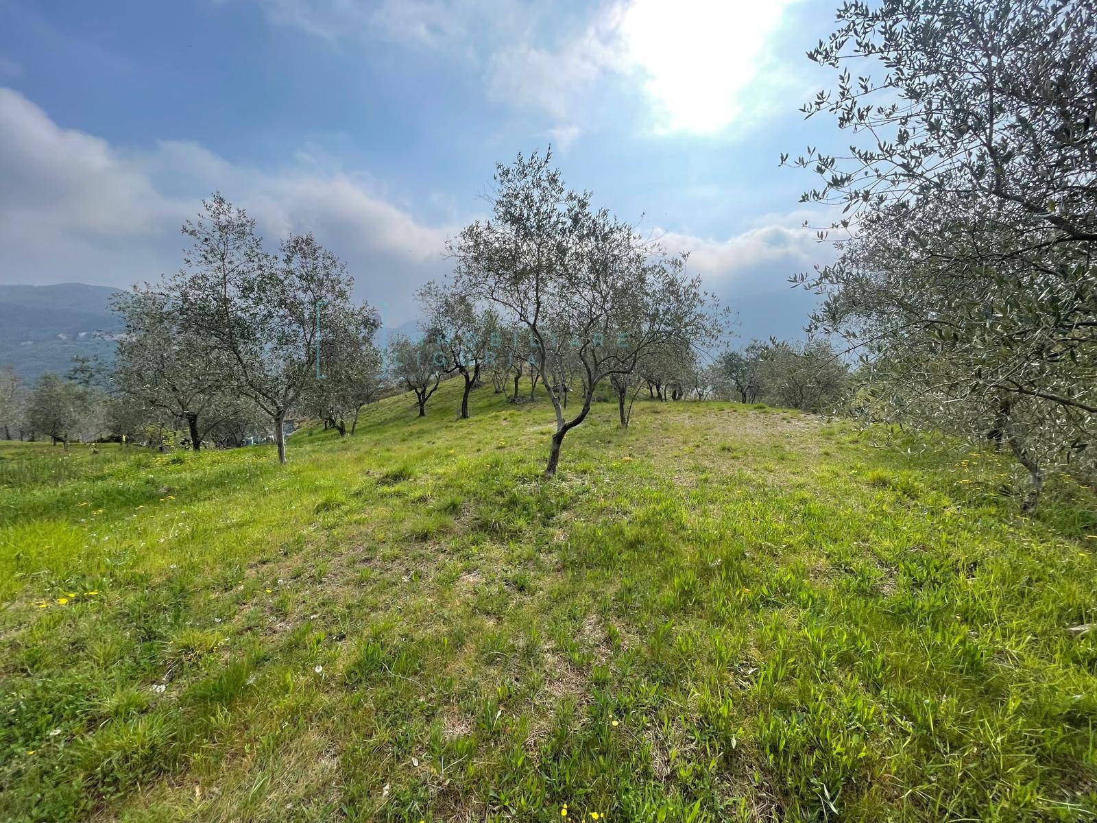 Terreno Agricolo in vendita a Caravonica