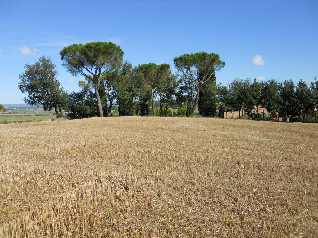 Terreno in vendita, Castiglione del Lago binami