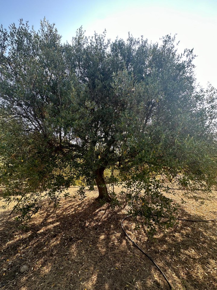 Terreno in vendita, Melito di Porto Salvo pentedattilo