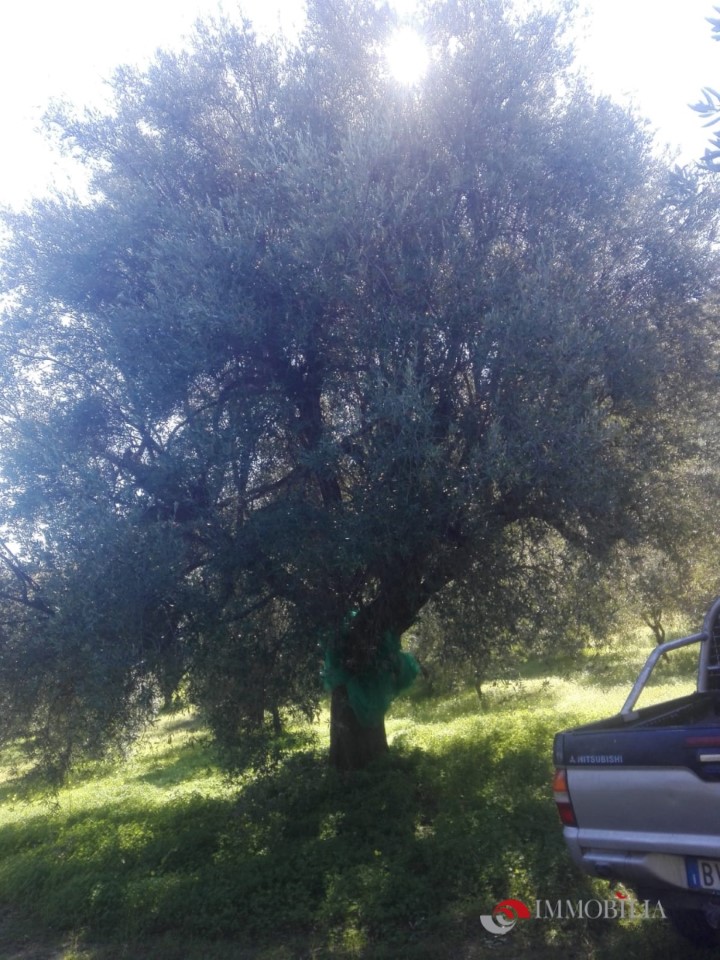 Locale commerciale in vendita, Melito di Porto Salvo pentedattilo