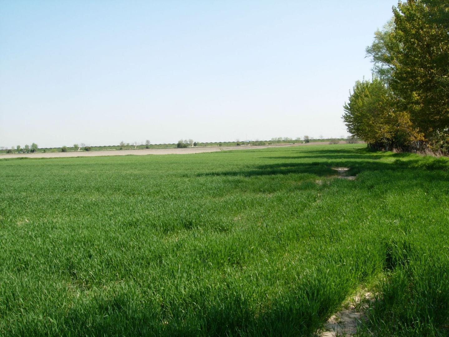 Terreno Agricolo in vendita, Capannori toringo