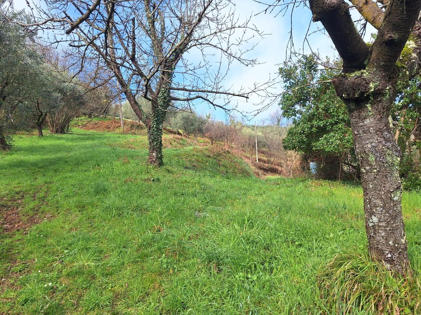 immagine annuncio 4 di 6