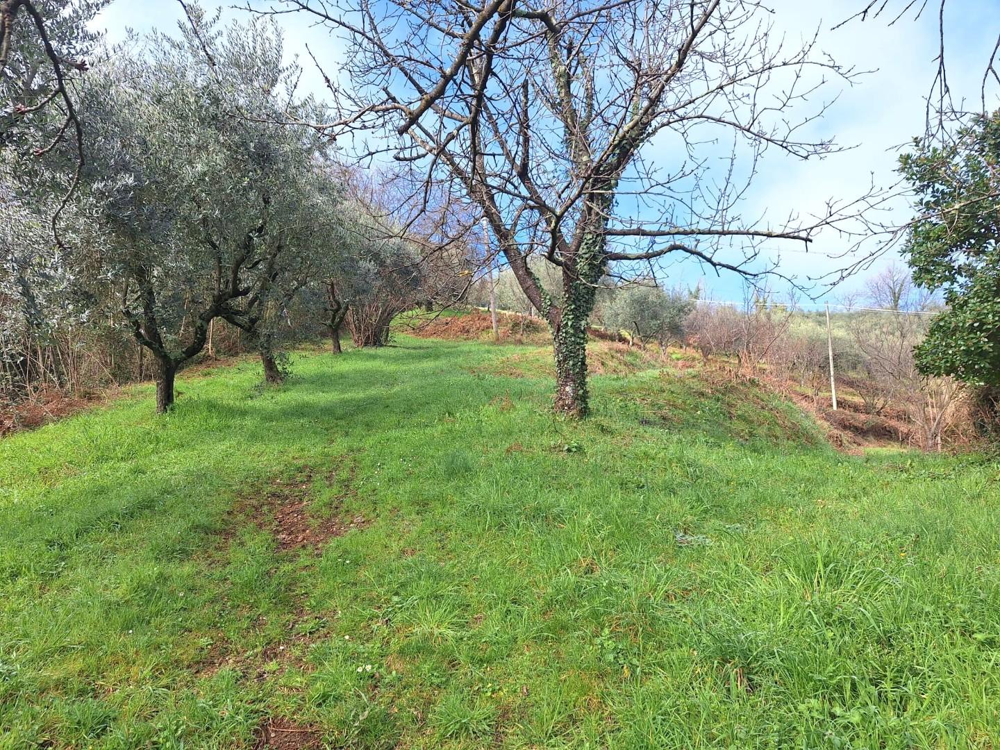 immagine annuncio 5 di 6