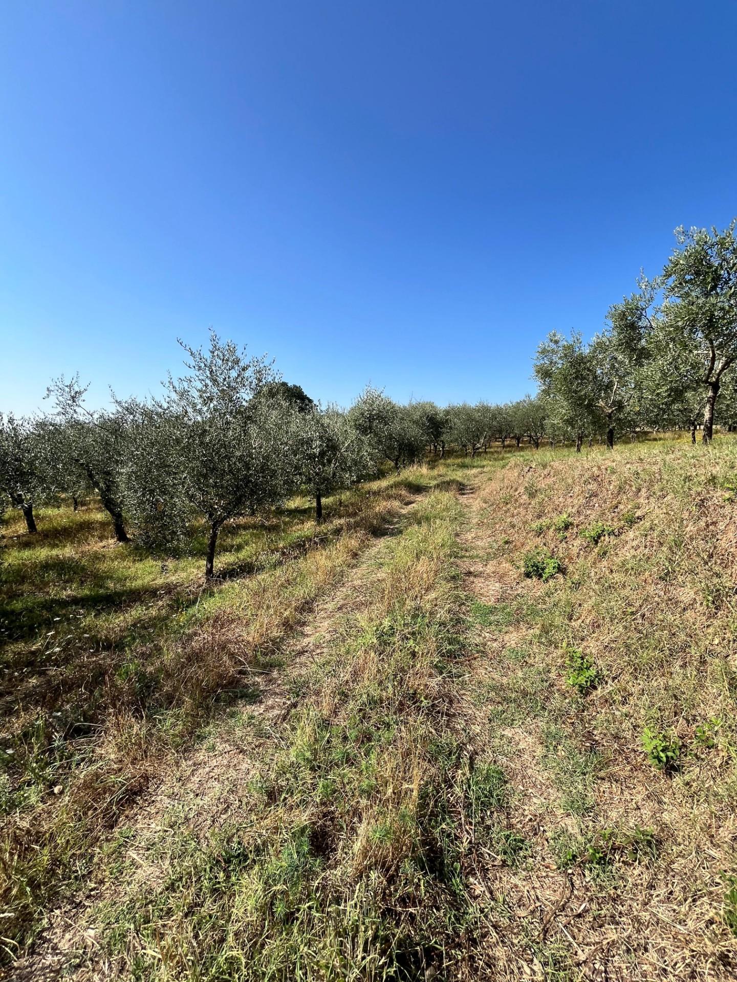 Casa indipendente in vendita a Larciano