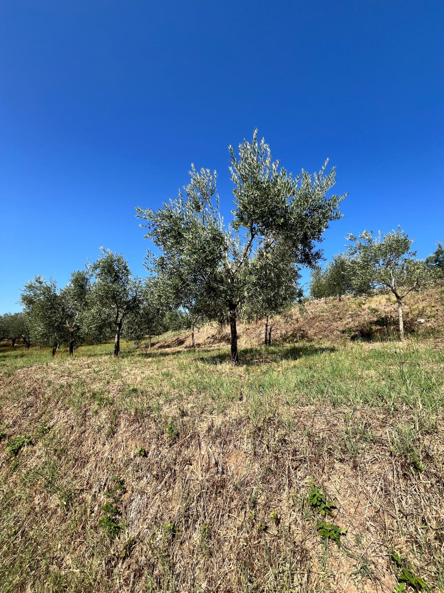 Casa indipendente in vendita a Larciano