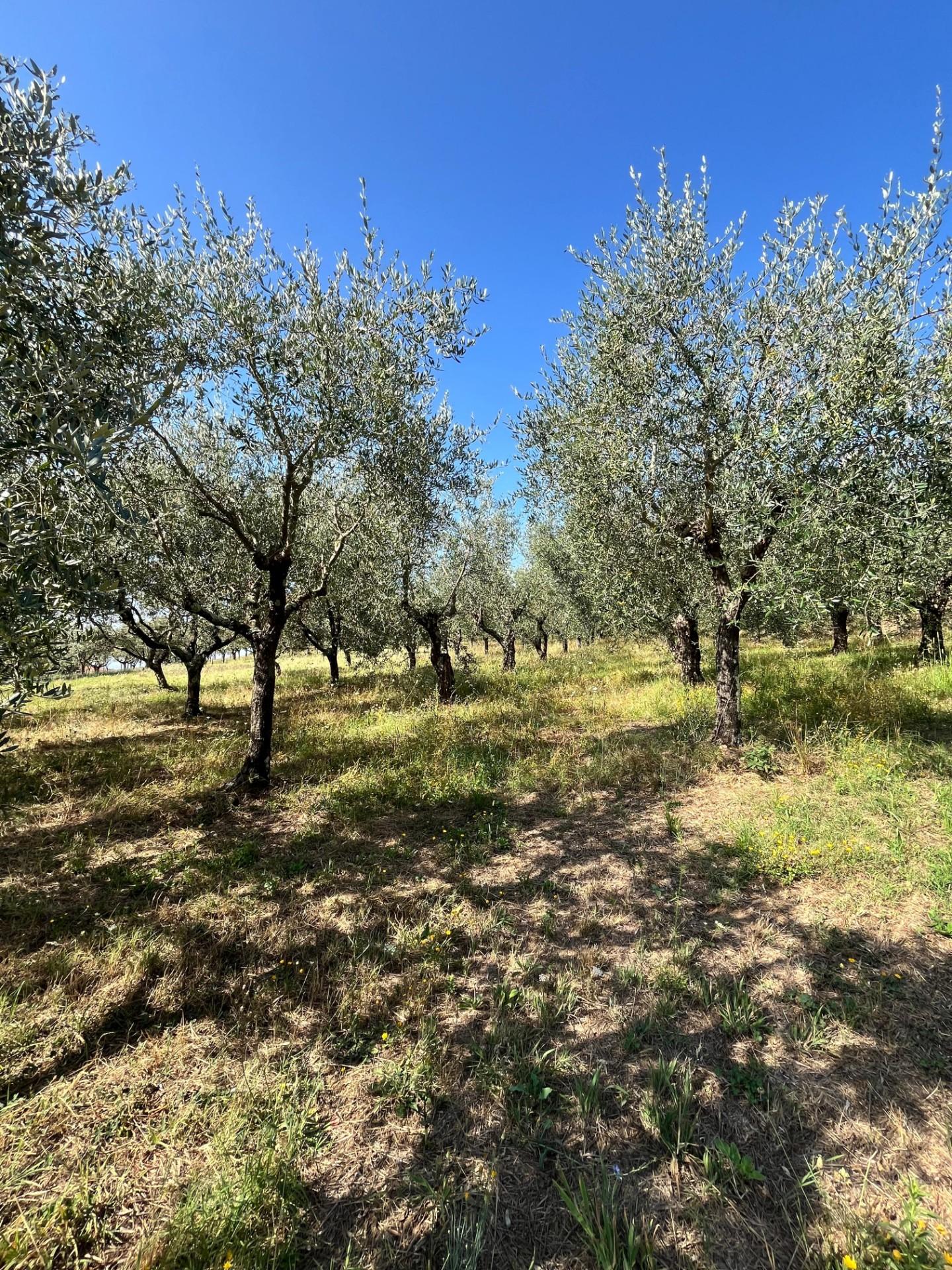 Casa indipendente in vendita a Larciano