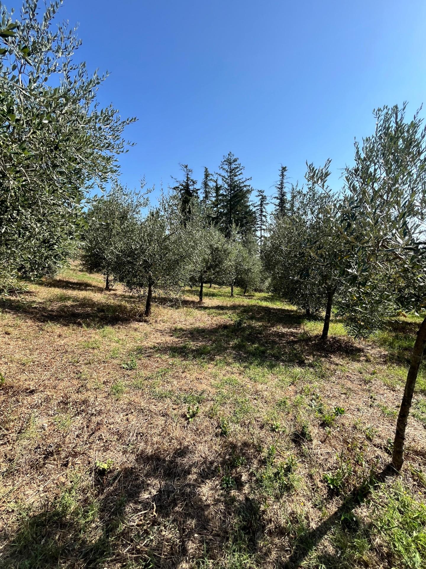 Casa indipendente in vendita a Larciano