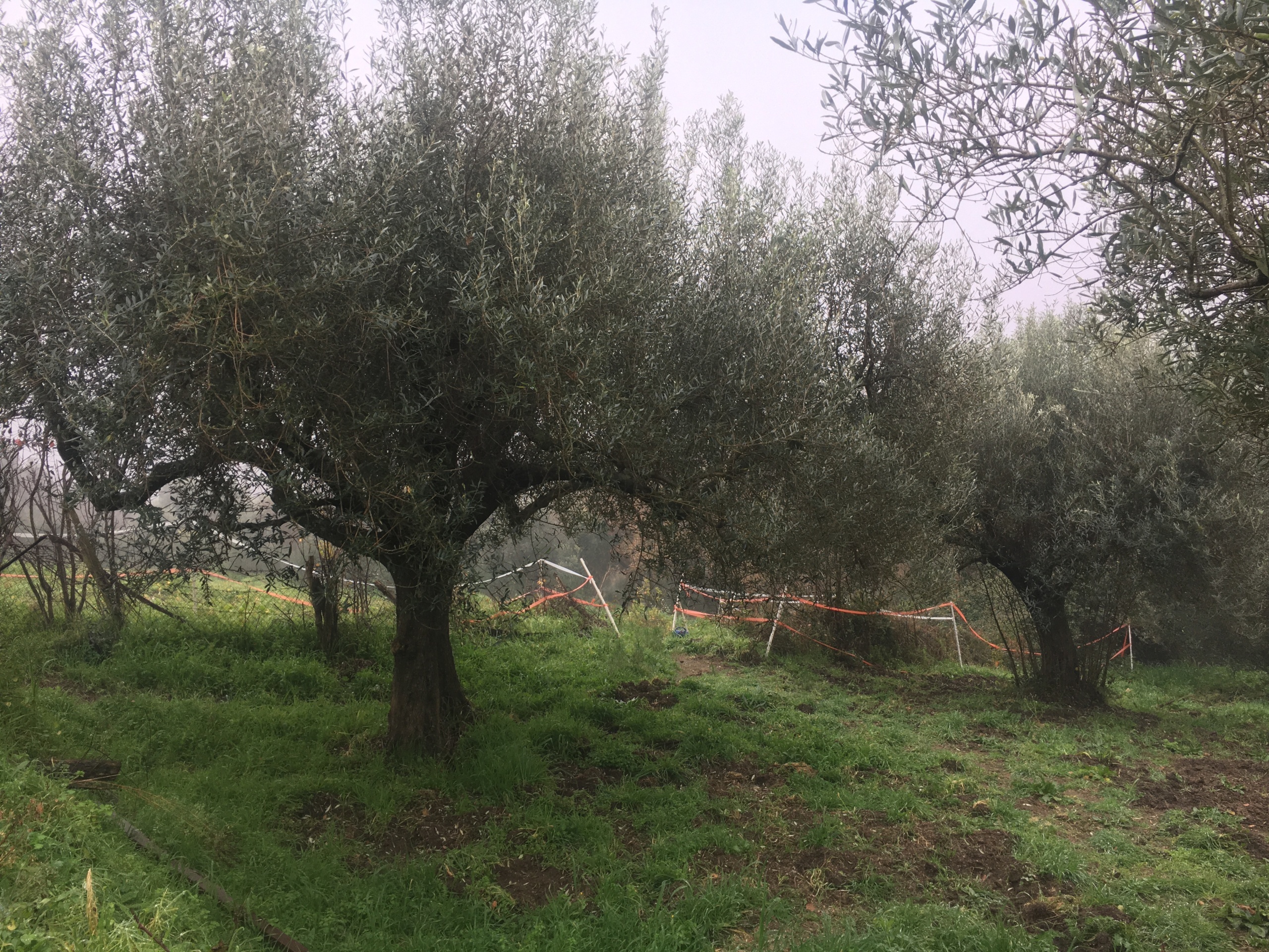 Terreno Agricolo in vendita in via monte calcaro 51, Sacrofano