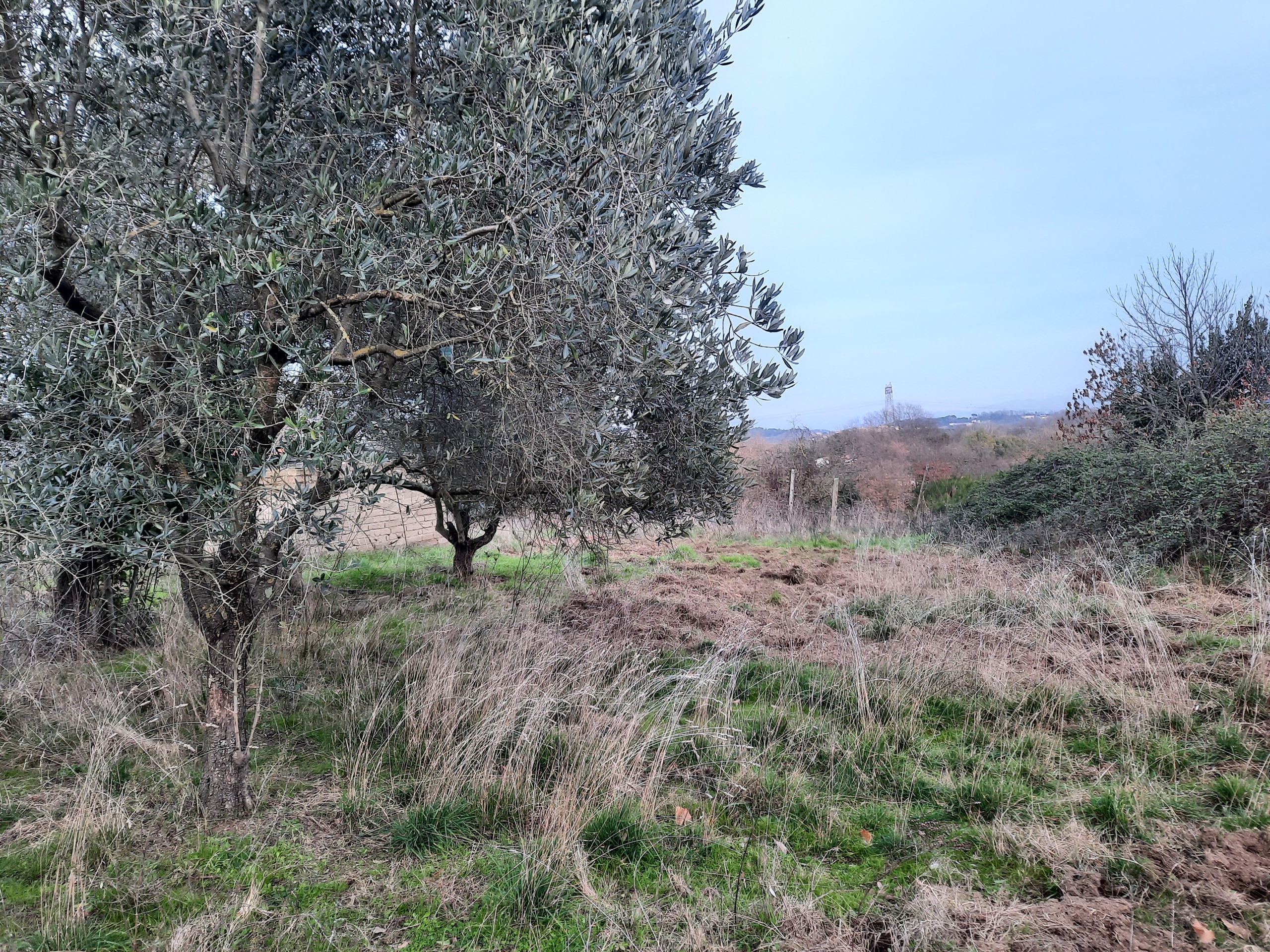 Terreno Agricolo in vendita in via dei gerani 2, Morlupo