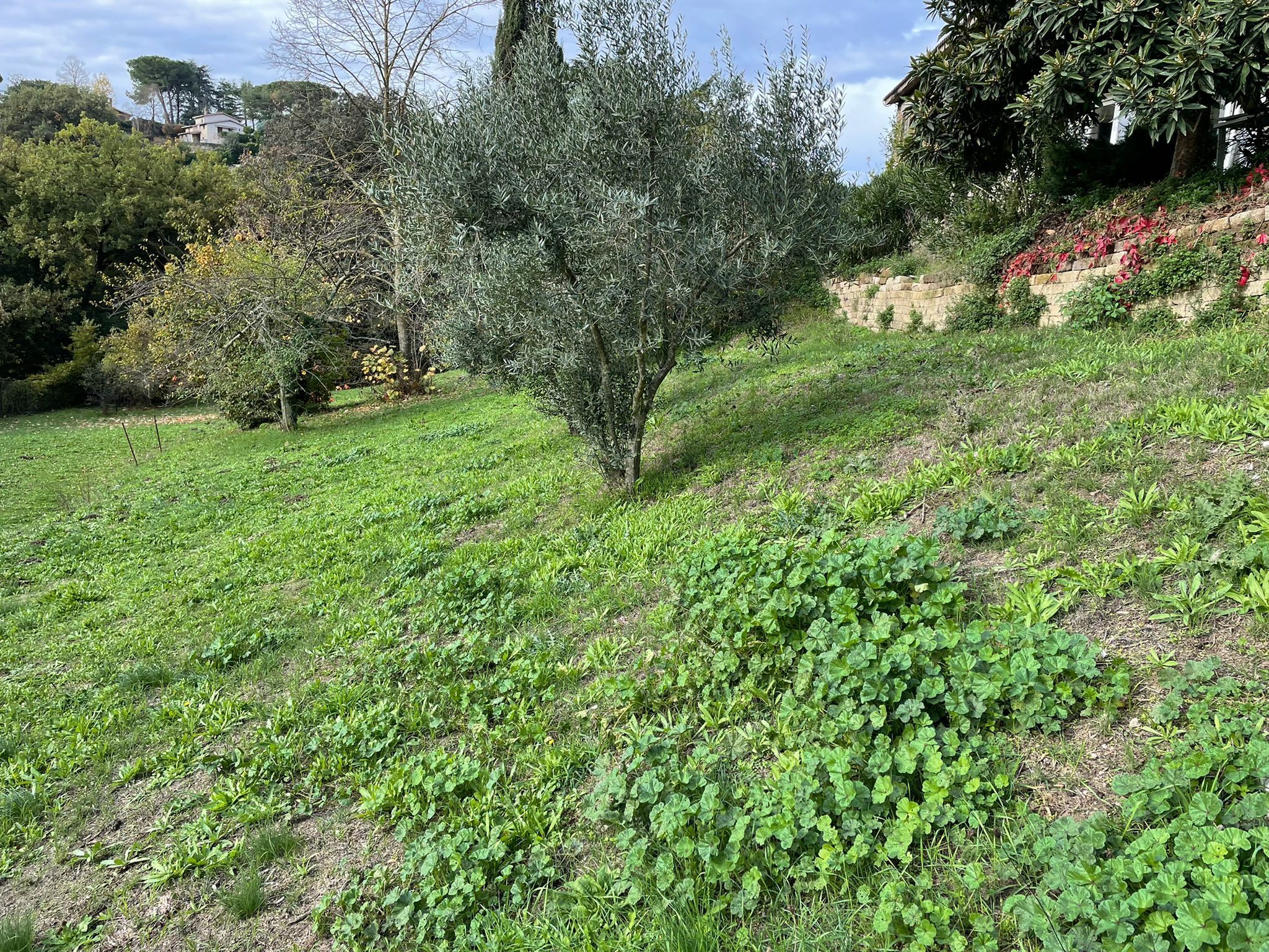 immagine annuncio 4 di 6