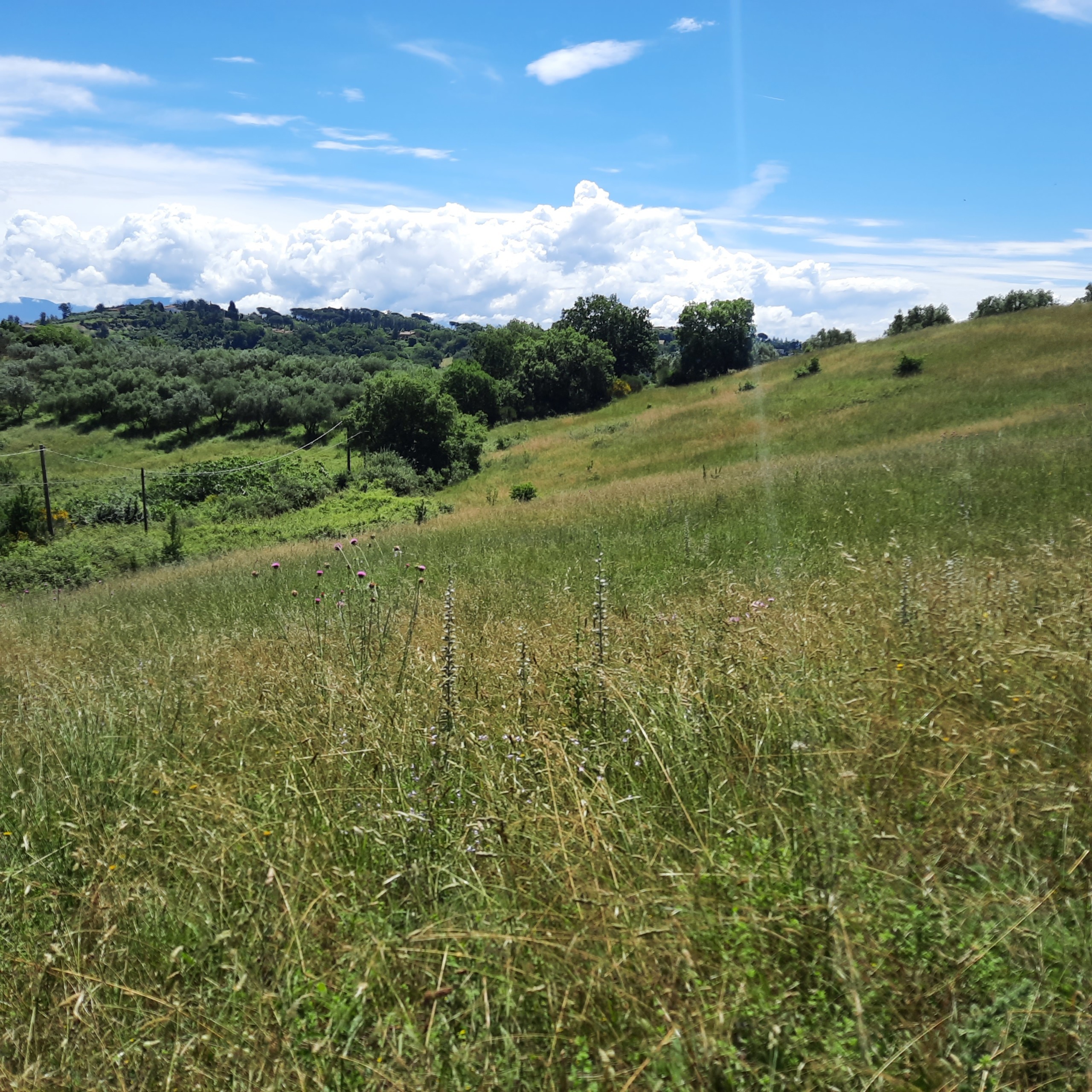 Terreno Agricolo in vendita in via delle grotte 2920, Morlupo
