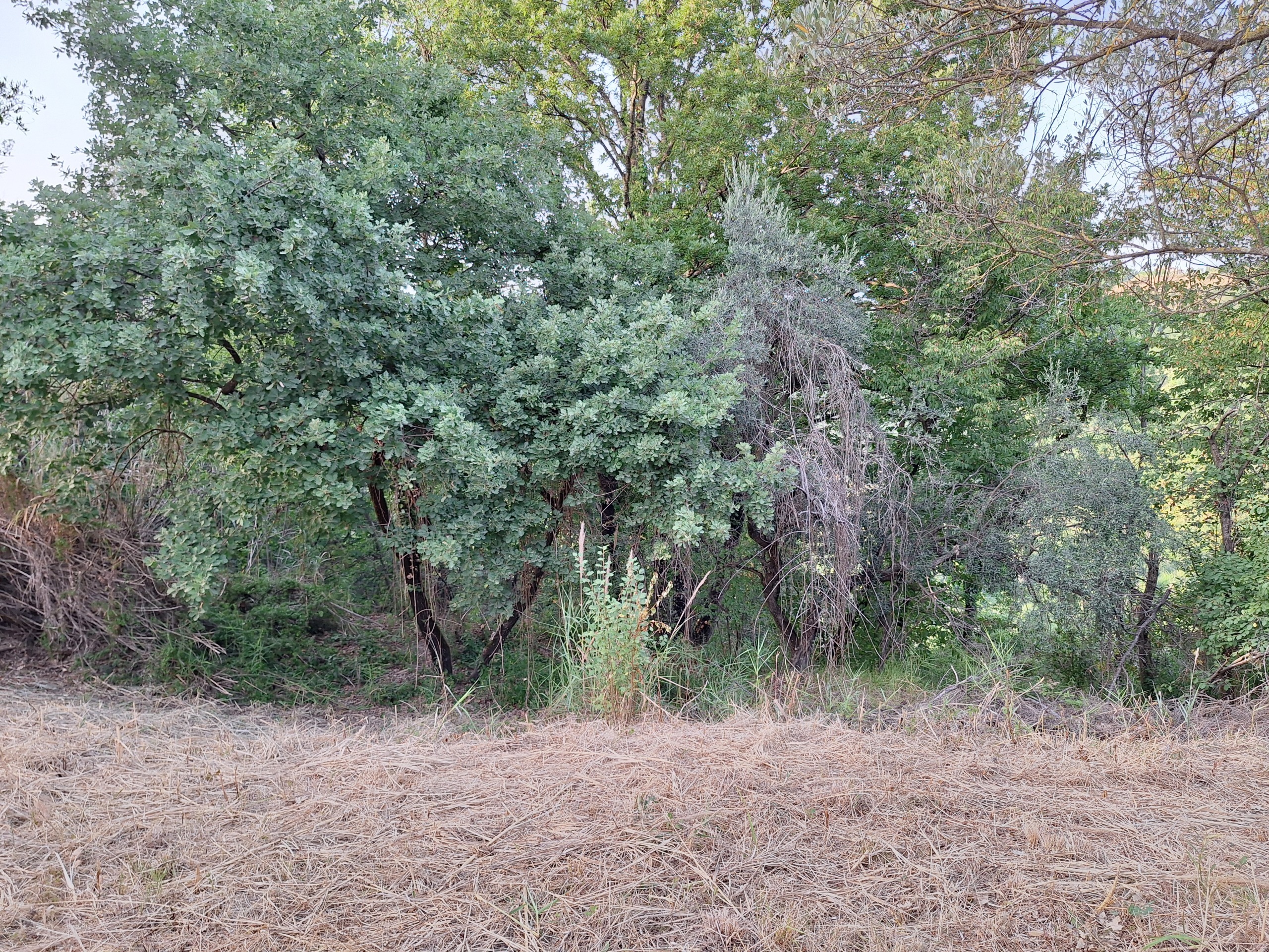 Terreno Agricolo in vendita in via mossa dei barberi 61, Morlupo