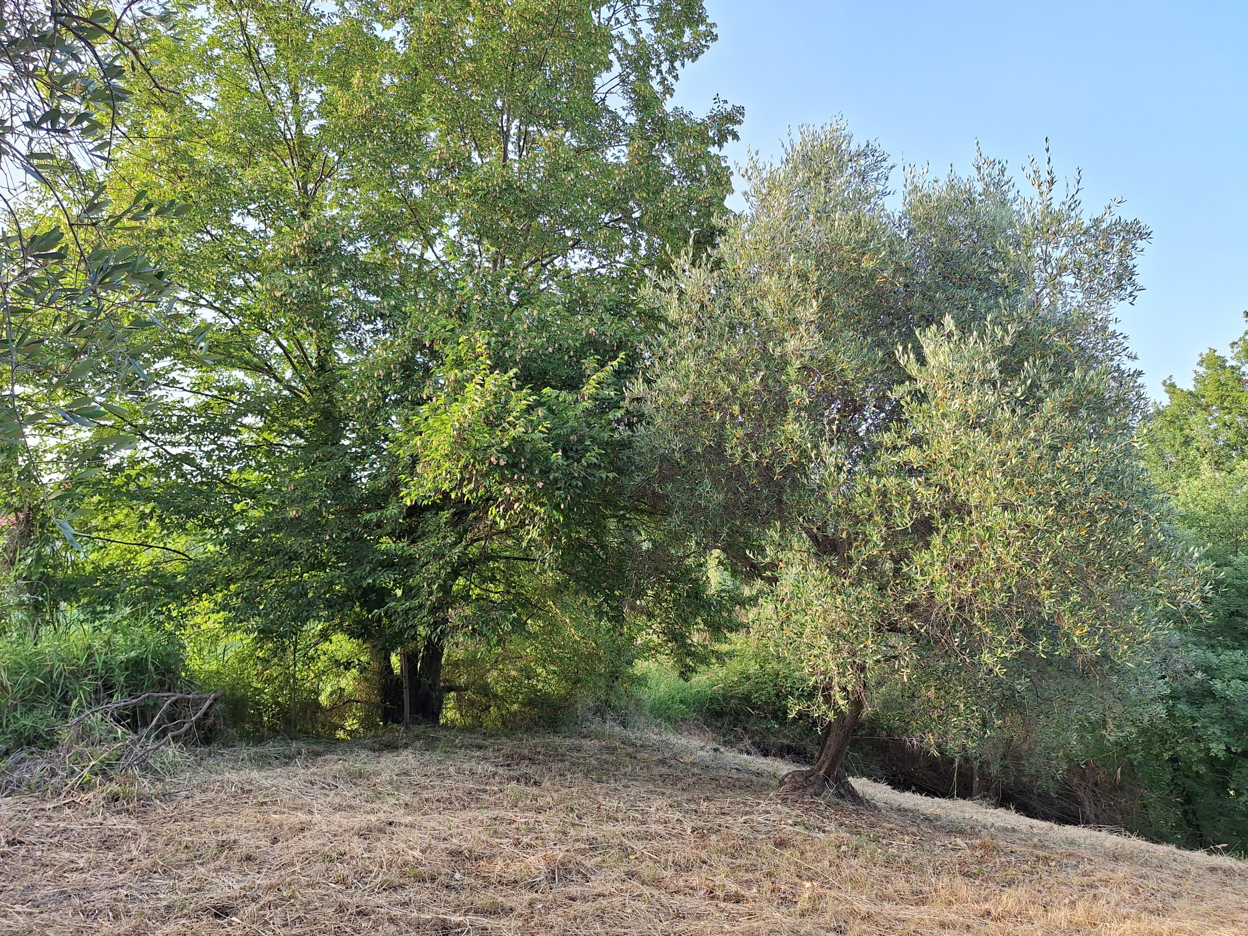 Terreno Agricolo in vendita in via mossa dei barberi 61, Morlupo