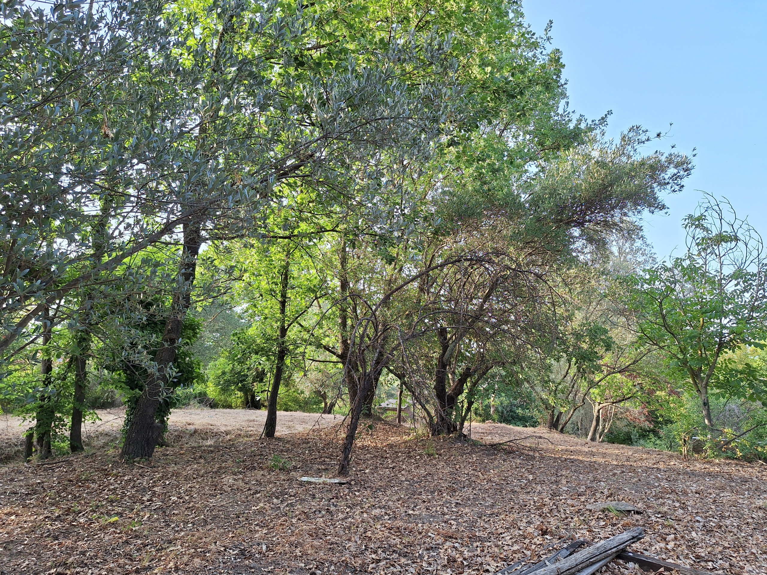Terreno Agricolo in vendita in via mossa dei barberi 61, Morlupo
