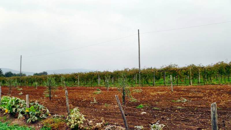 Attivit commerciale in vendita a Pitigliano