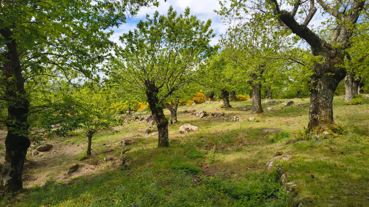 Rustico in vendita a Arcidosso