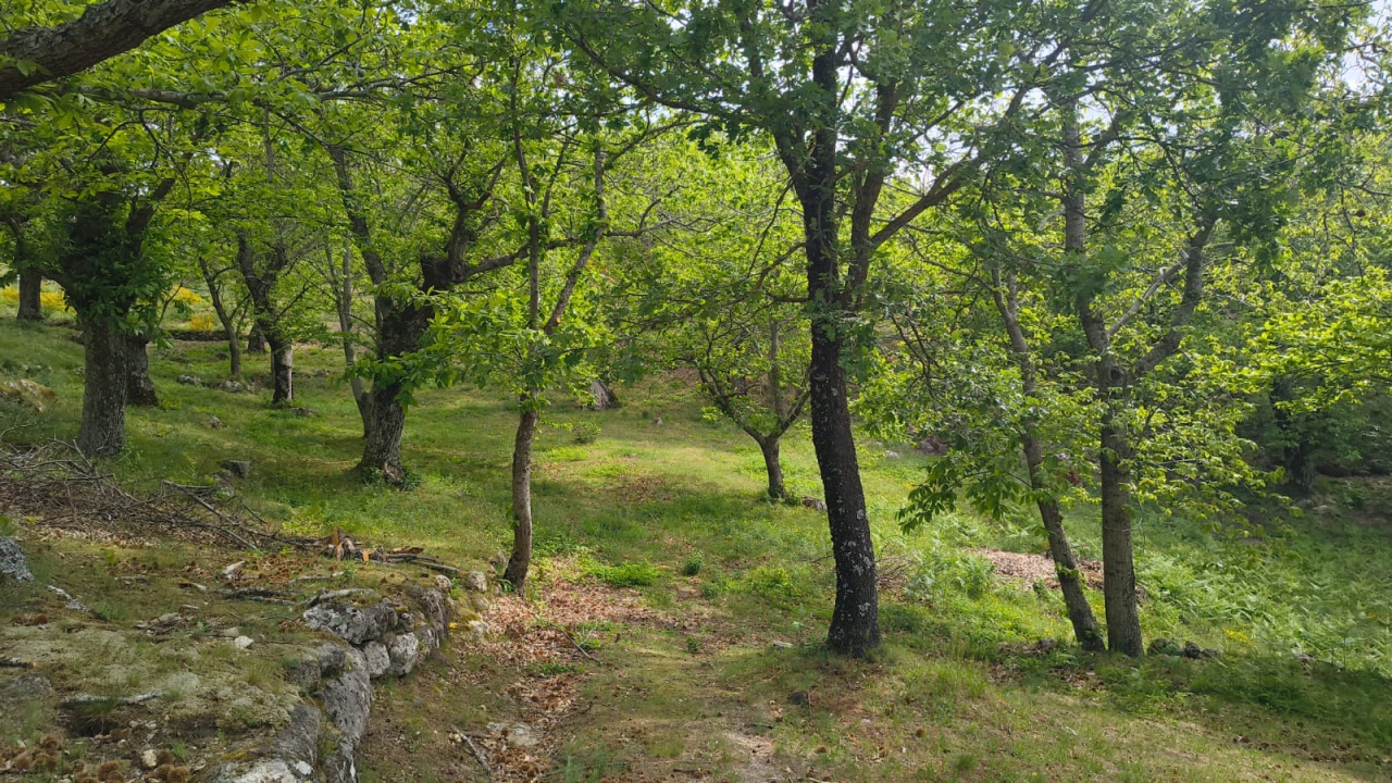 Rustico in vendita a Arcidosso