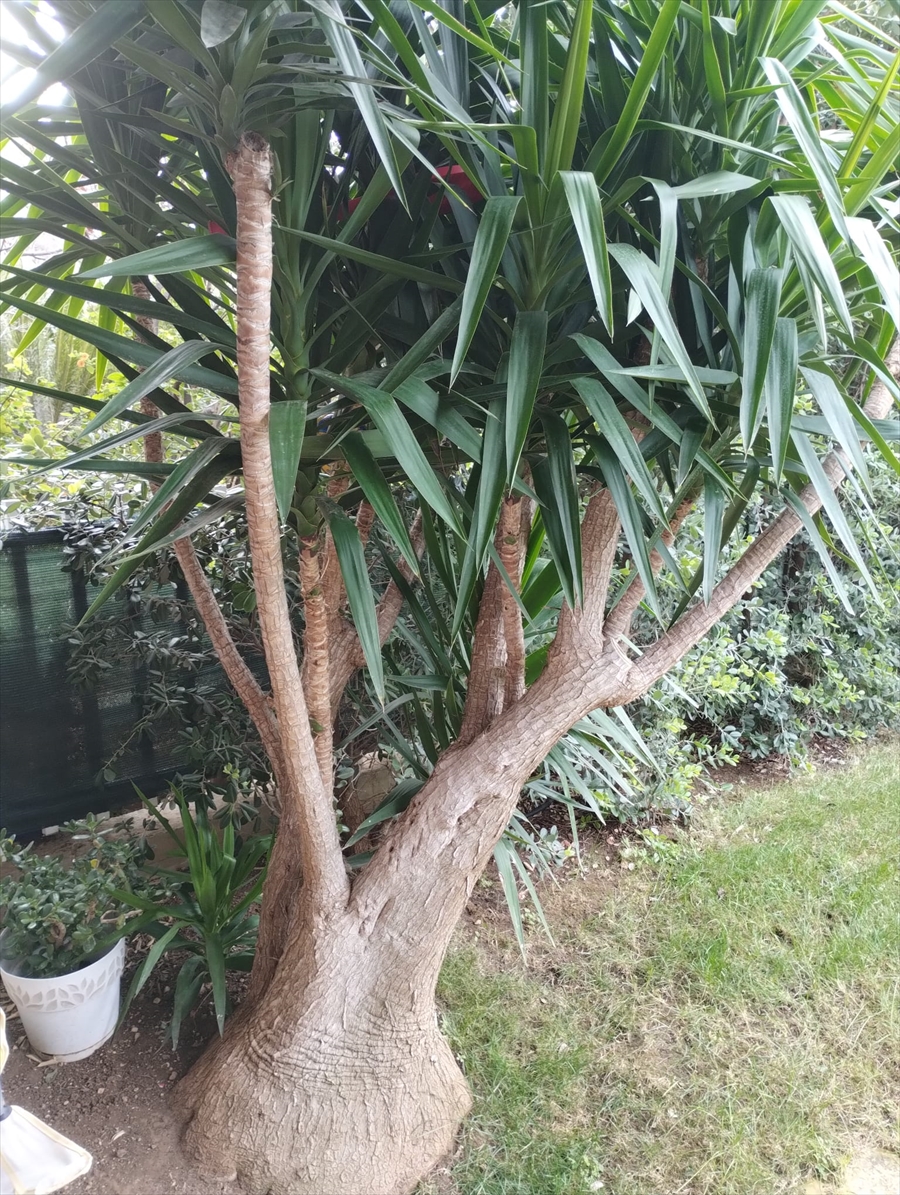 Villa con giardino, Bari torre a mare