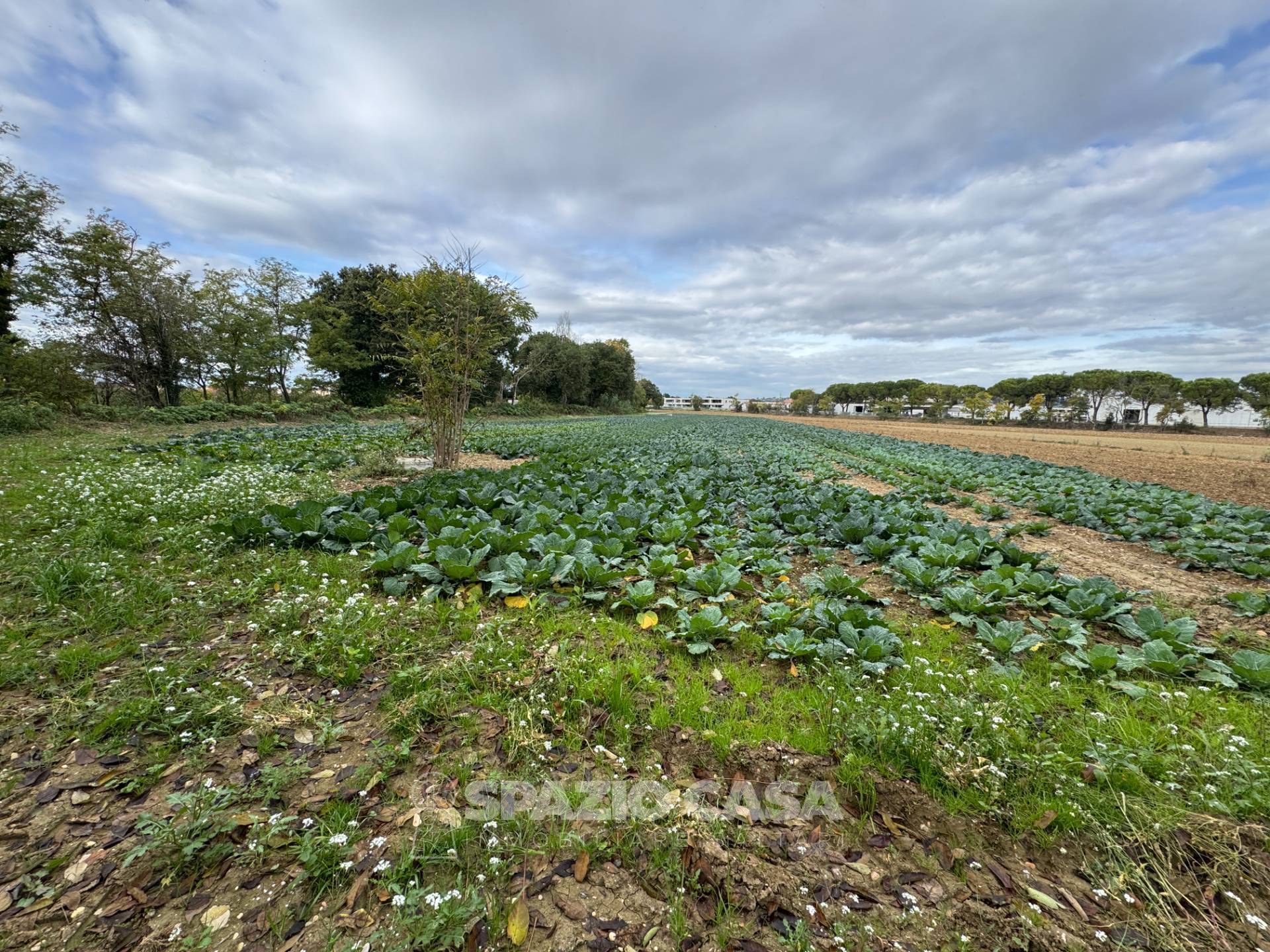Terreno Agricolo in vendita a Morrovalle, Trodica