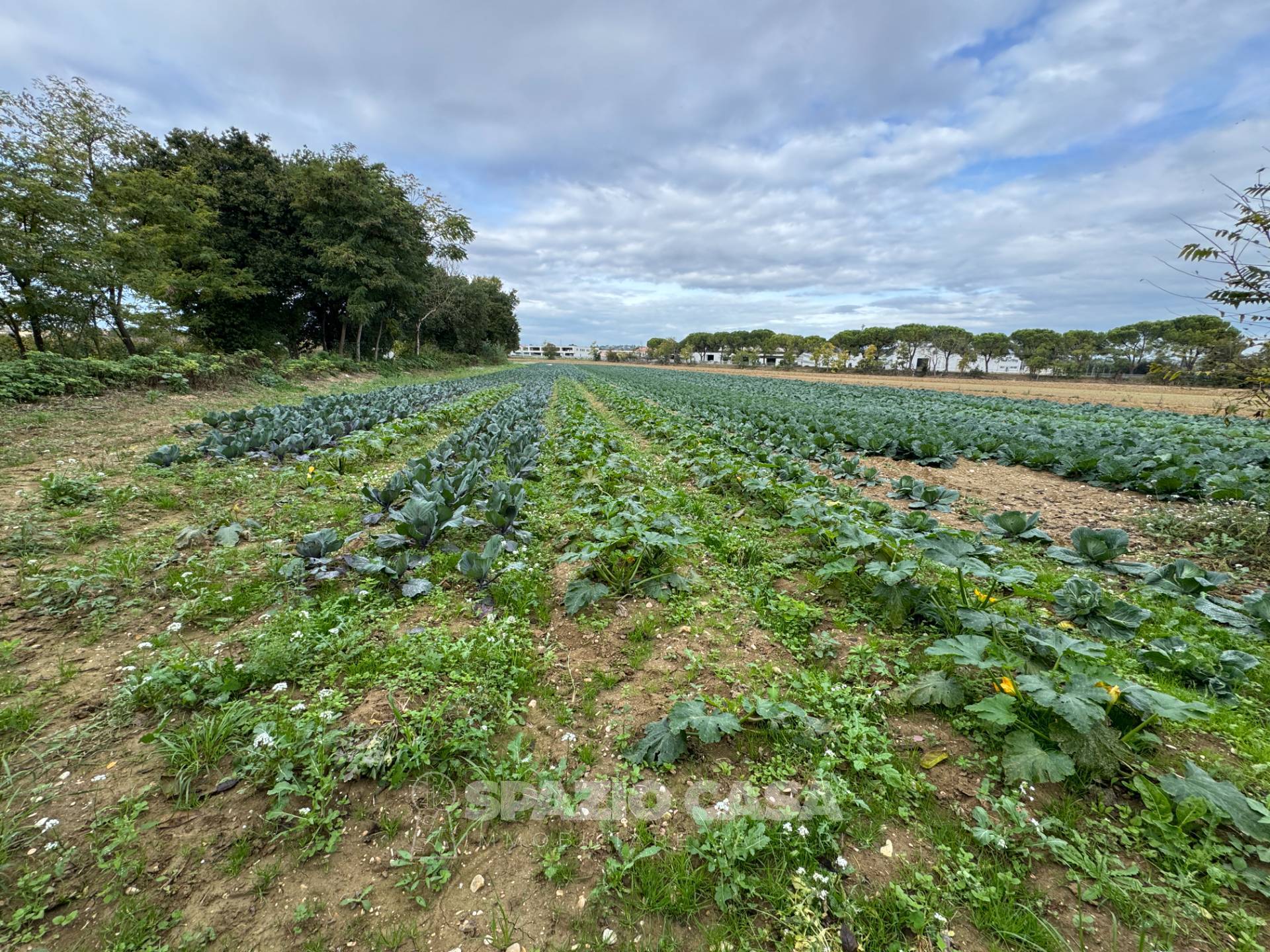 Terreno Agricolo in vendita a Morrovalle, Trodica