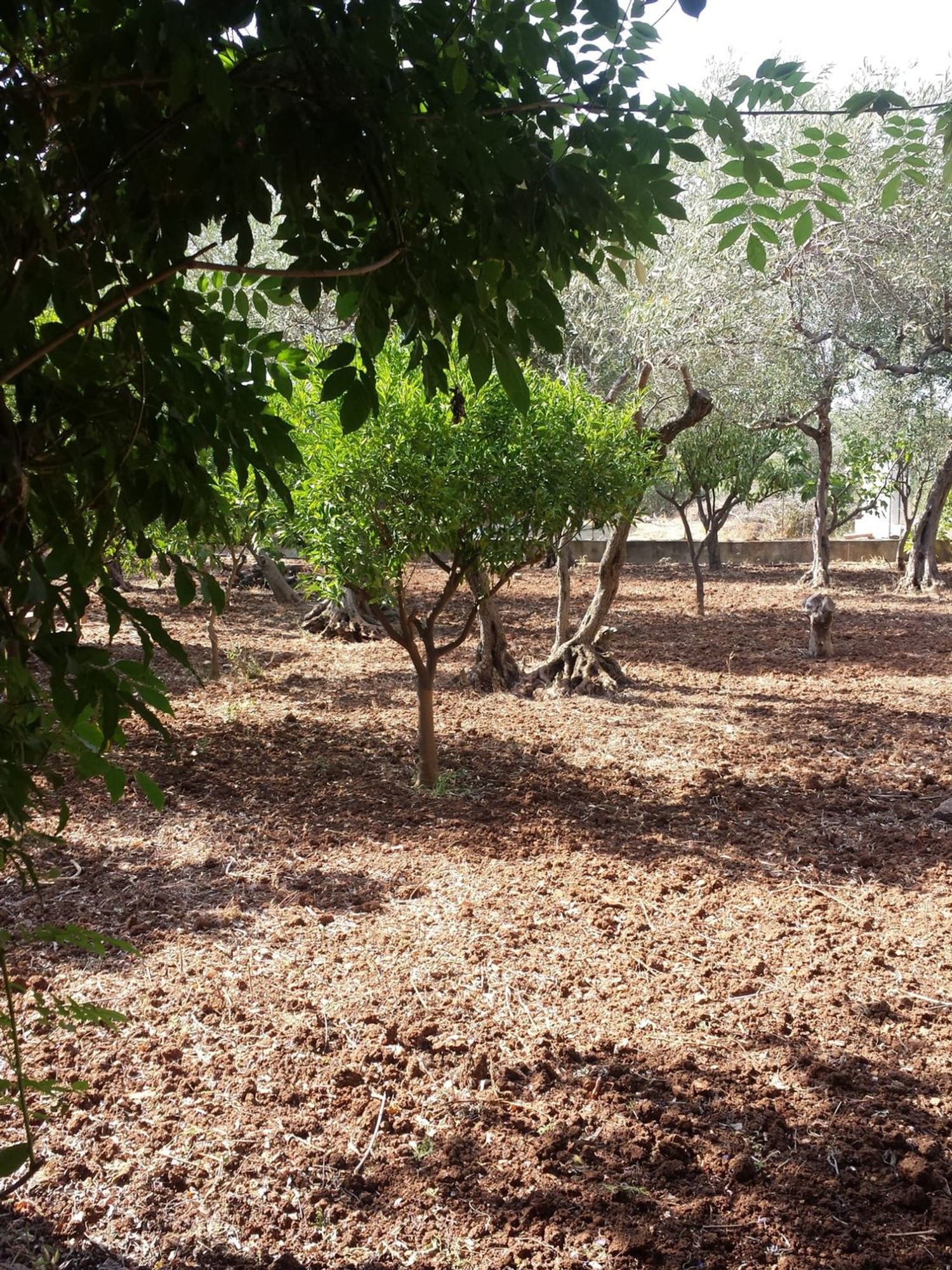 immagine annuncio 5 di 6