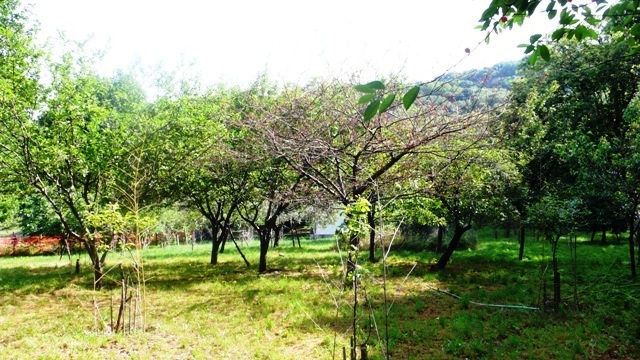 Villa con giardino, Stella san giovanni