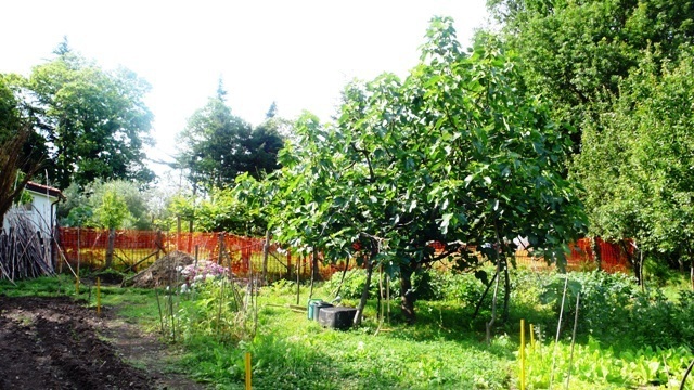 Villa con giardino, Stella san giovanni