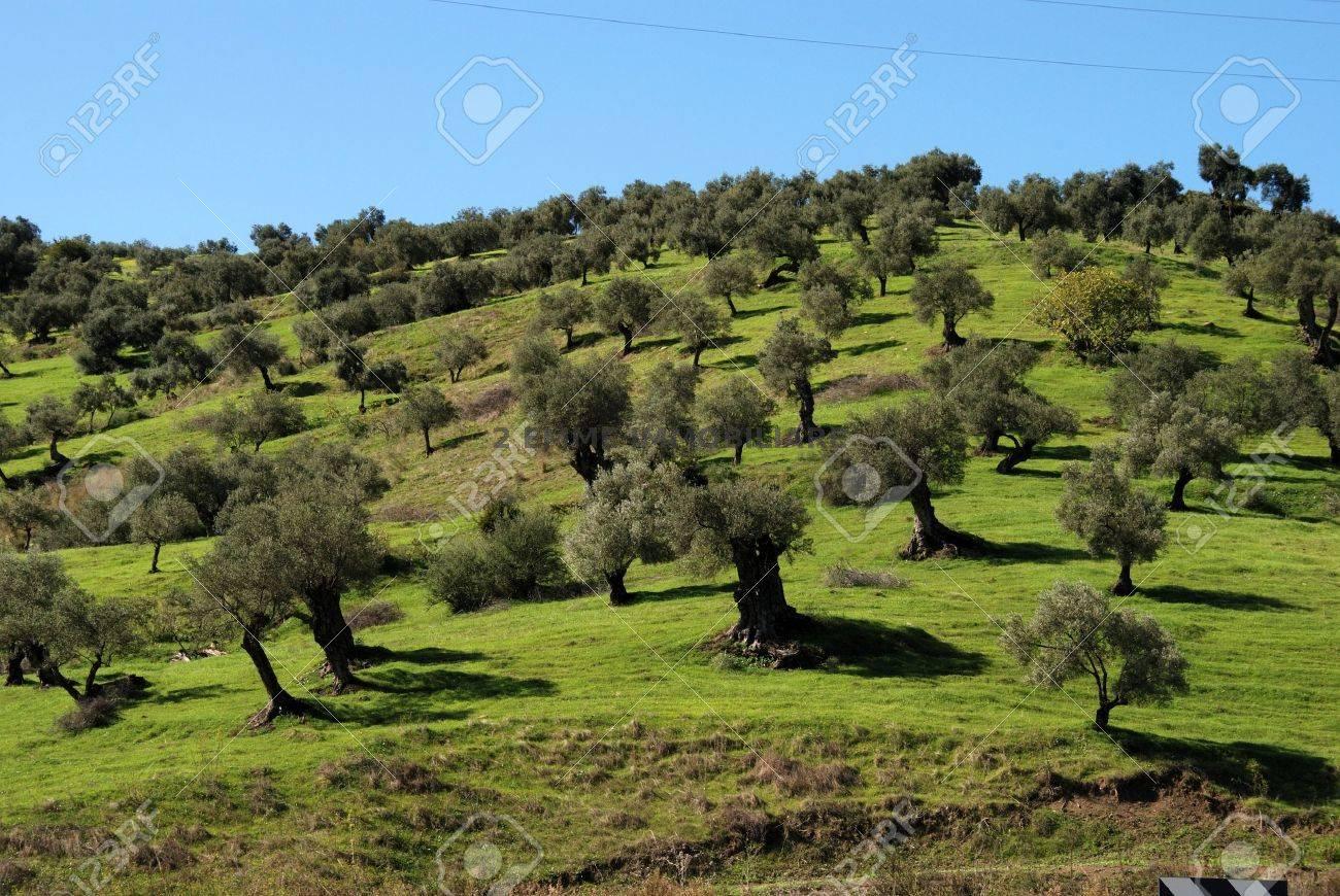 Terreno in vendita in strada provinciale 76 colle san marco, Ascoli Piceno