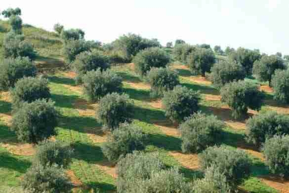Terreno classe A4 a Borgo San Lorenzo
