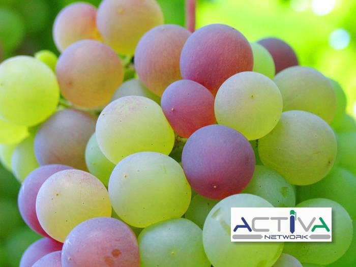 Attivit� commerciale in vendita a Castiglione Torinese