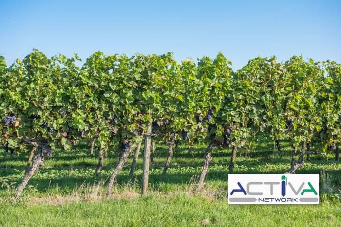 Attivit� commerciale in vendita a Castiglione Torinese