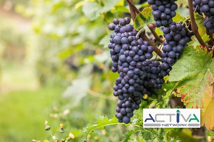 Attivit� commerciale in vendita a Castiglione Torinese