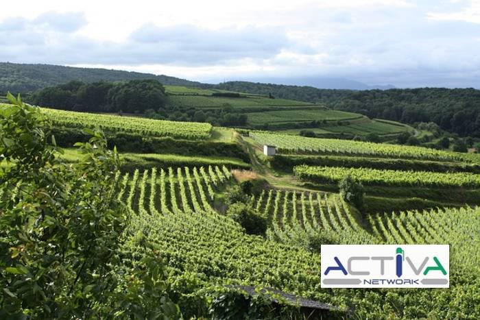 Attivit� commerciale in vendita a Castiglione Torinese