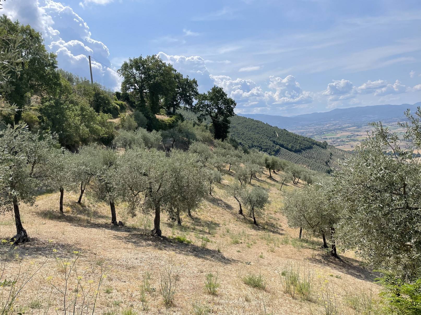 immagine annuncio 4 di 6