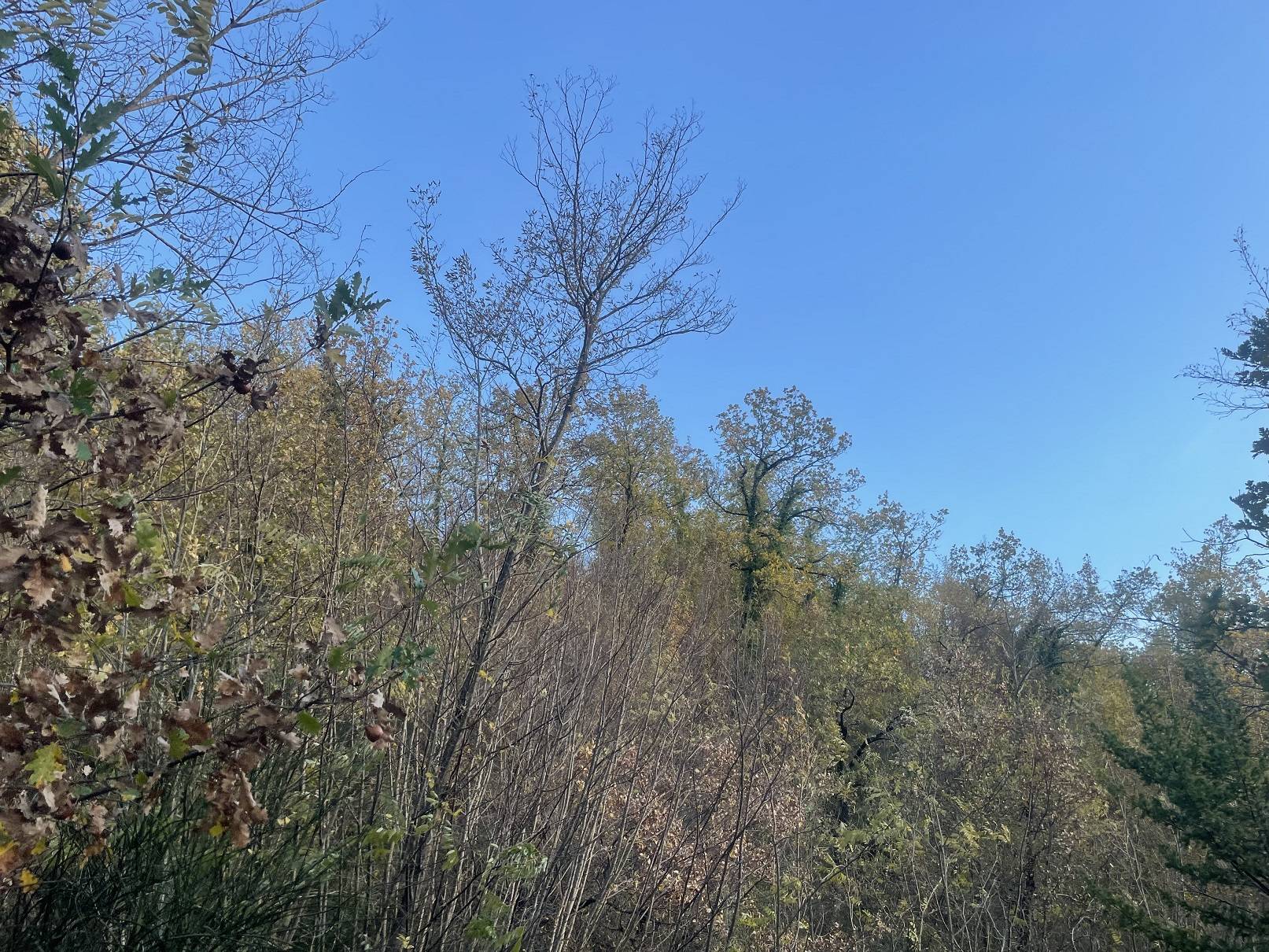 Terreno agricolo in vendita a Spoleto